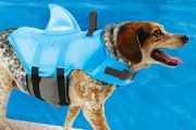 Shark Dog life jacket
